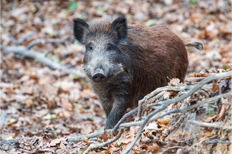 Wild Boars