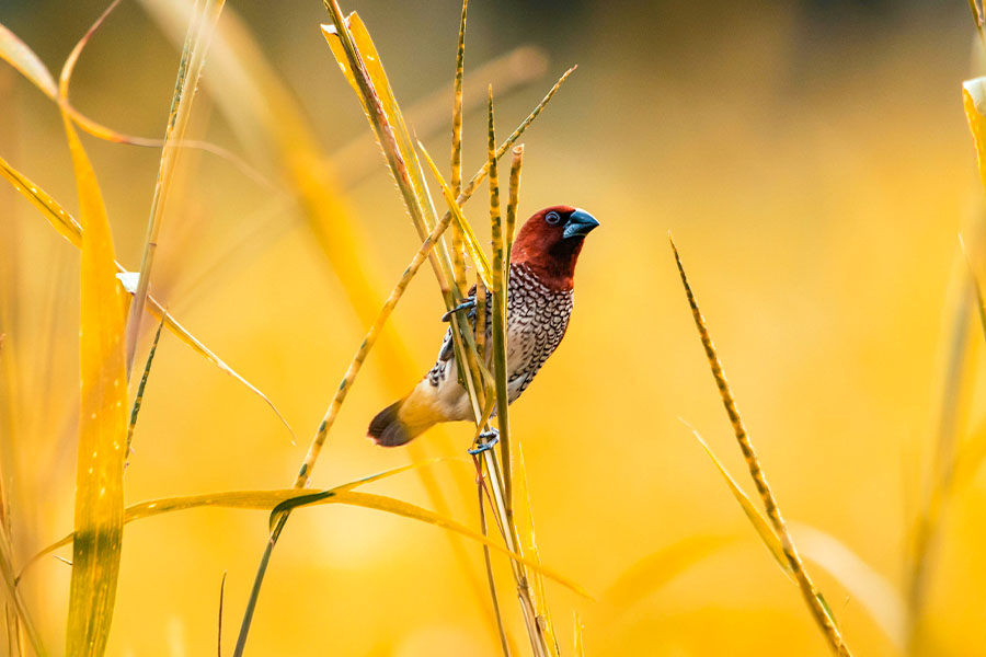 indian bird