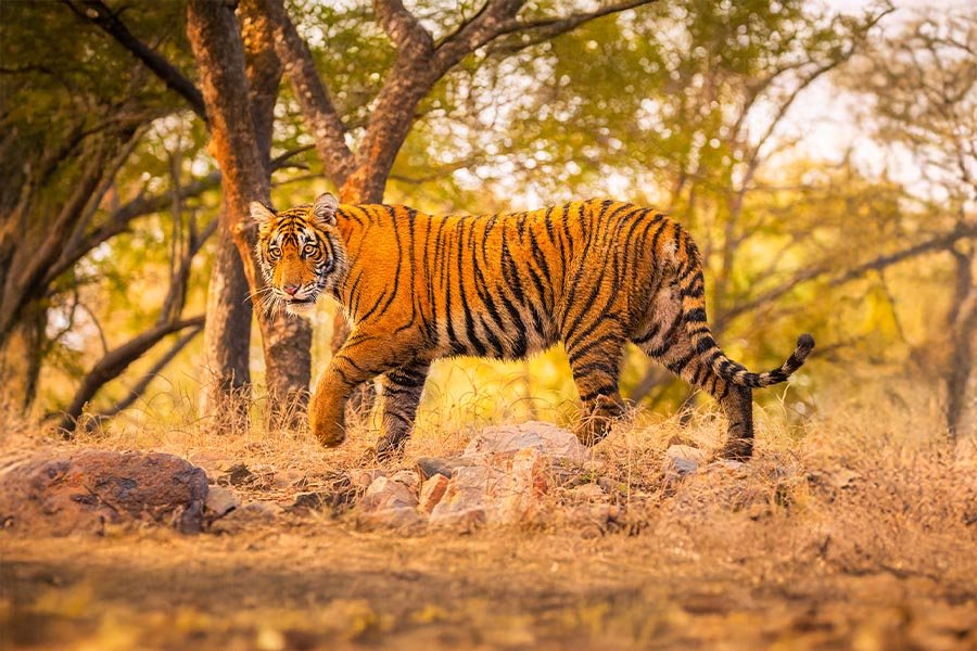 Tiger-