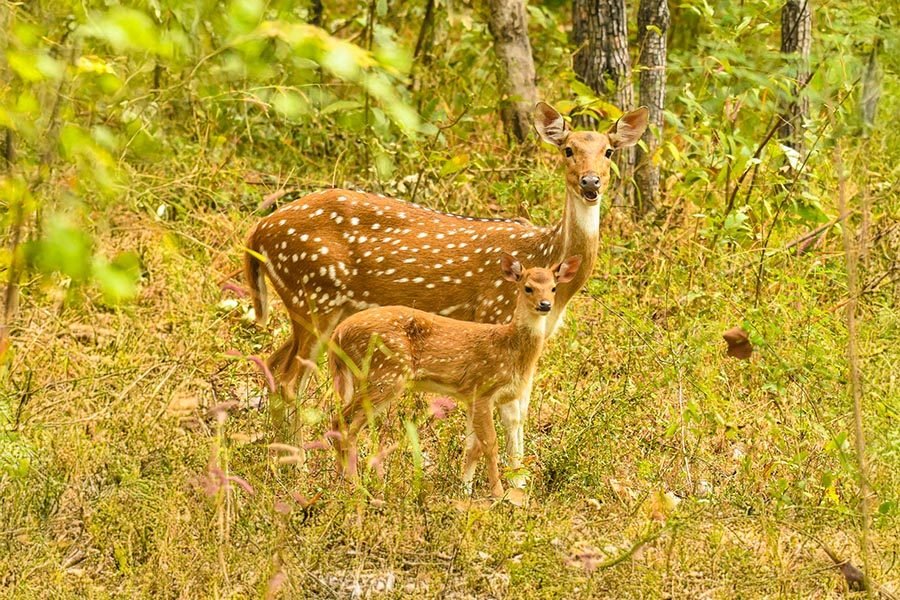 Pench national park ( Madhya pardesh)
