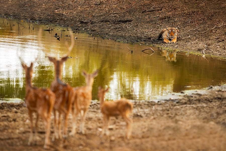 dudhwa national park